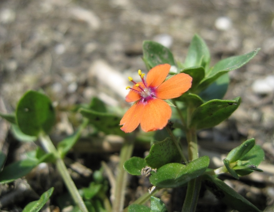 Lysimachia (=Anagallis) arvensis